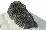 Bargain, Morocops Trilobite - Ofaten, Morocco #287376-4